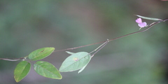 Galactia tenuiflora var. tenuiflora